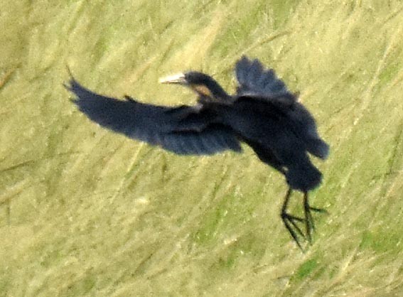 Black Bittern - ML643074262