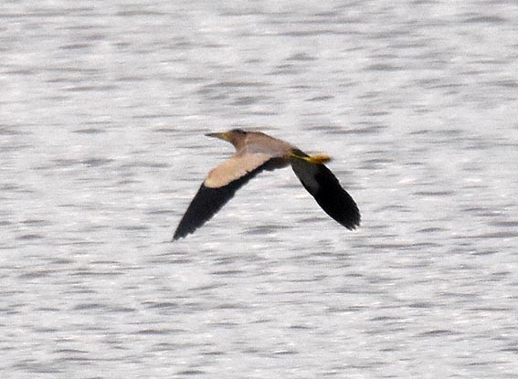 Yellow Bittern - ML643074266
