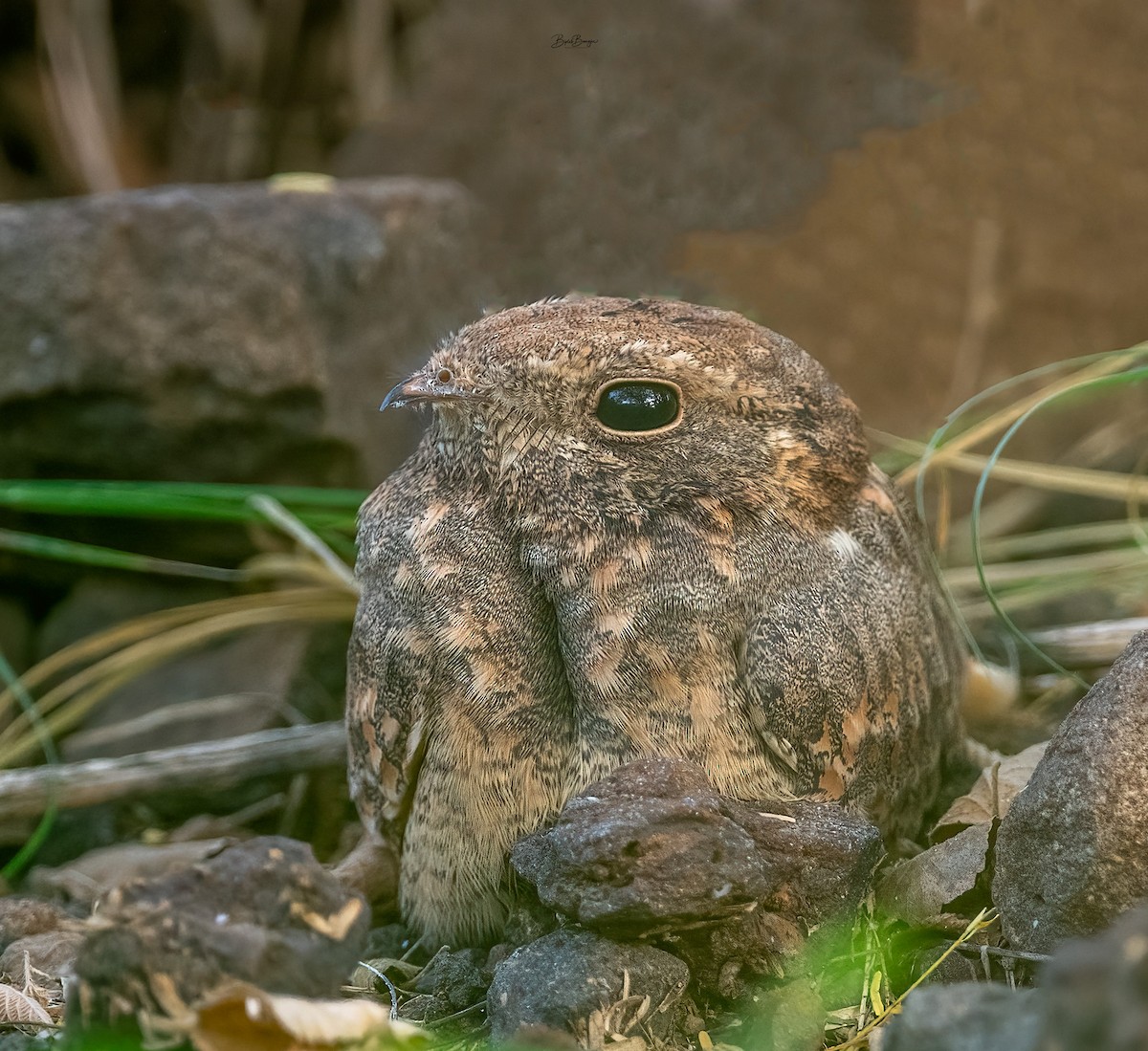 Savanna Nightjar - ML643074271