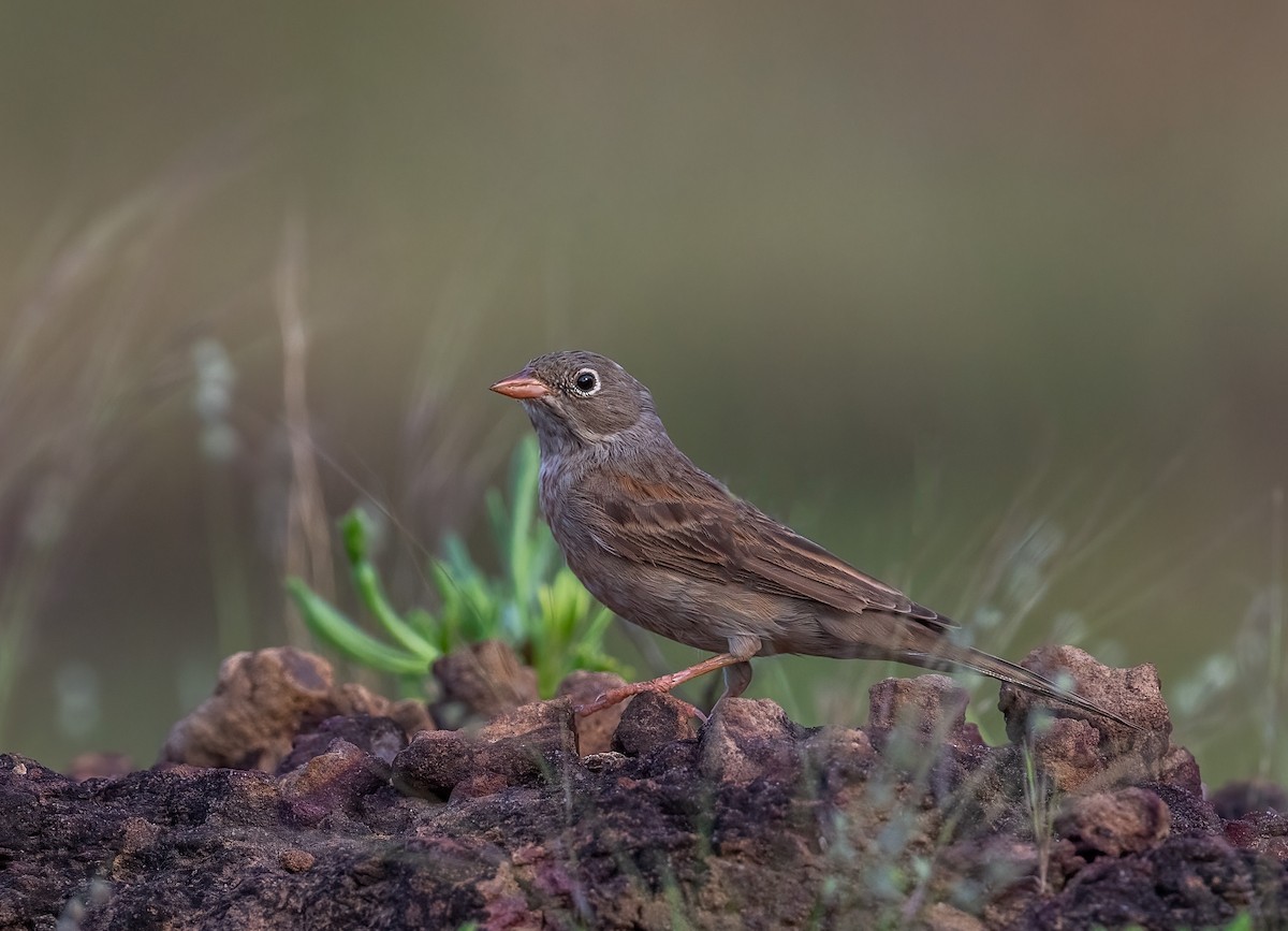 Gray-necked Bunting - ML643074276