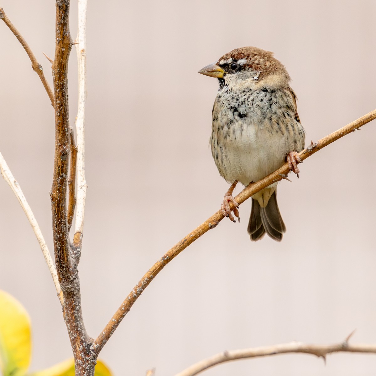 Spanish Sparrow - ML643074283