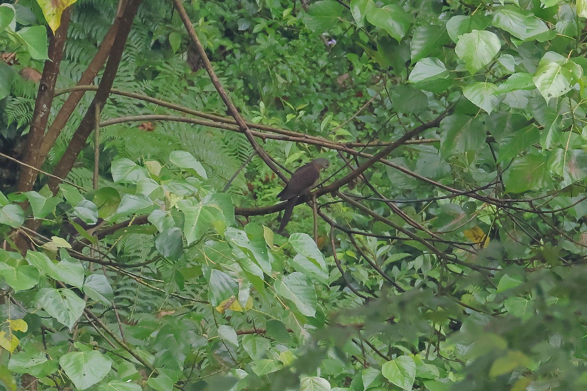 Tórtola Cuco Unchal - ML643074290