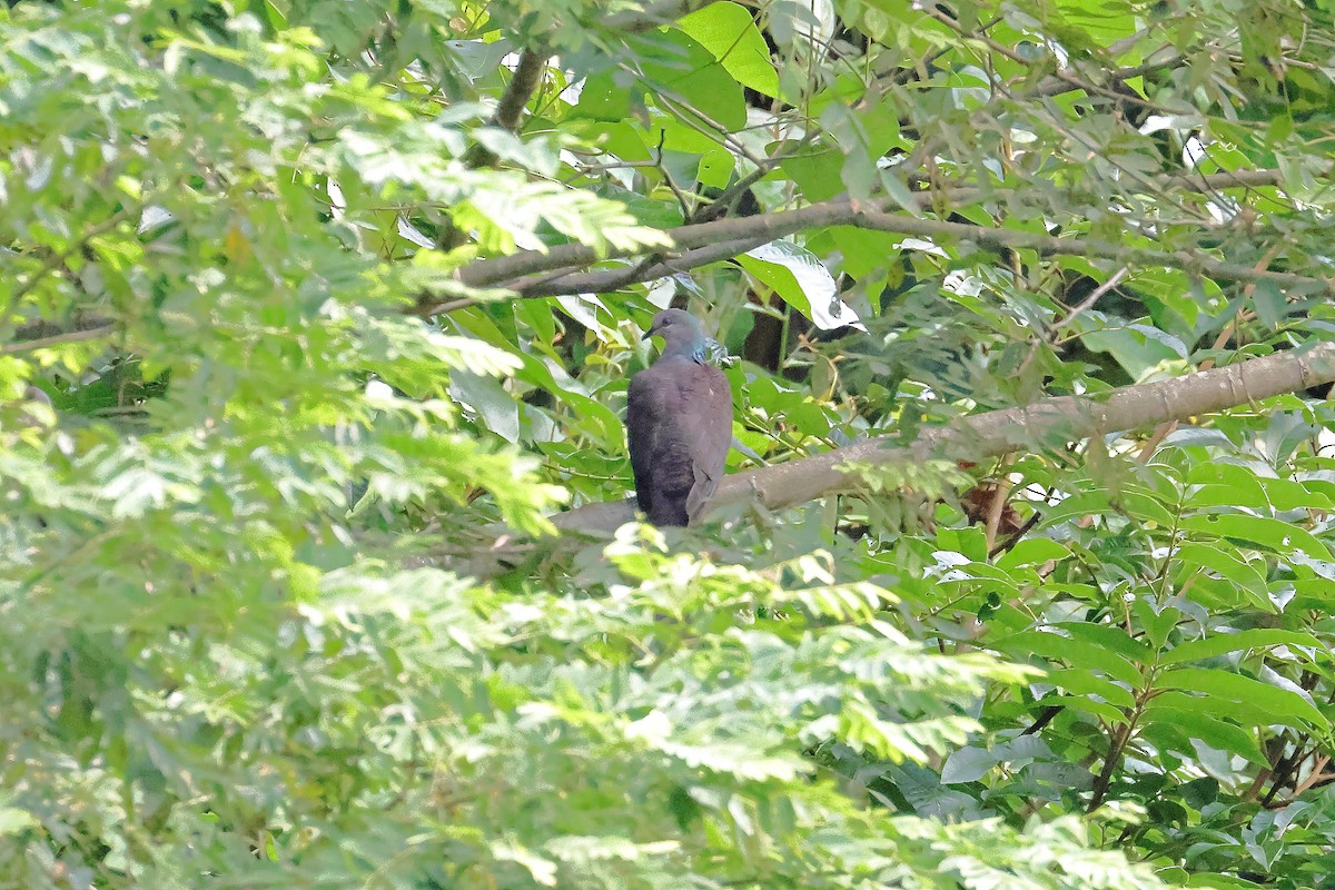 Tórtola Cuco Unchal - ML643074291