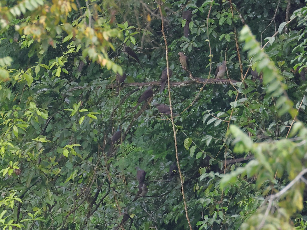 Tórtola Cuco Unchal - ML643074292