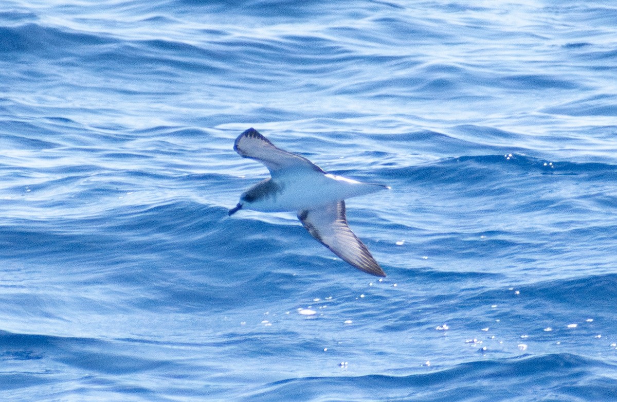 Cook's Petrel - ML643074296