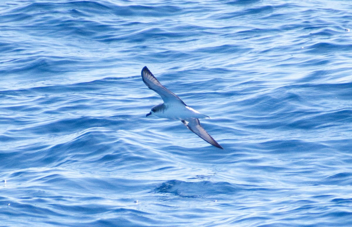 Cook's Petrel - ML643074297