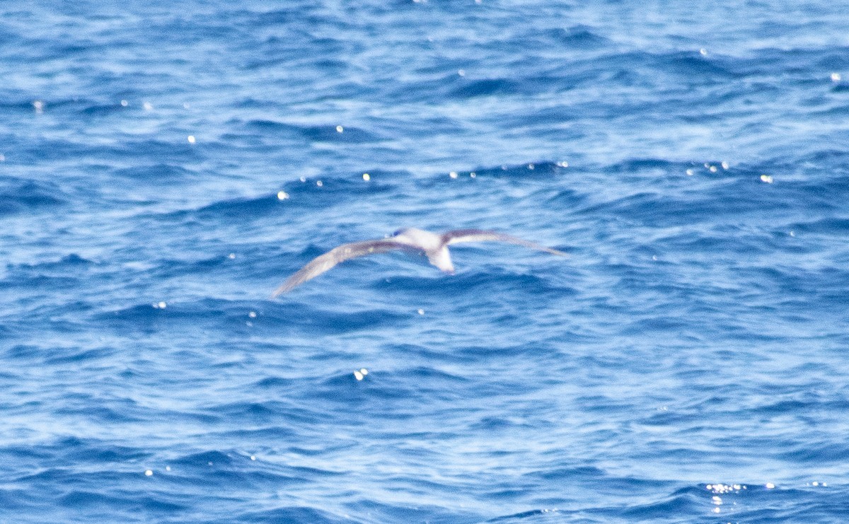 Cook's Petrel - ML643074298