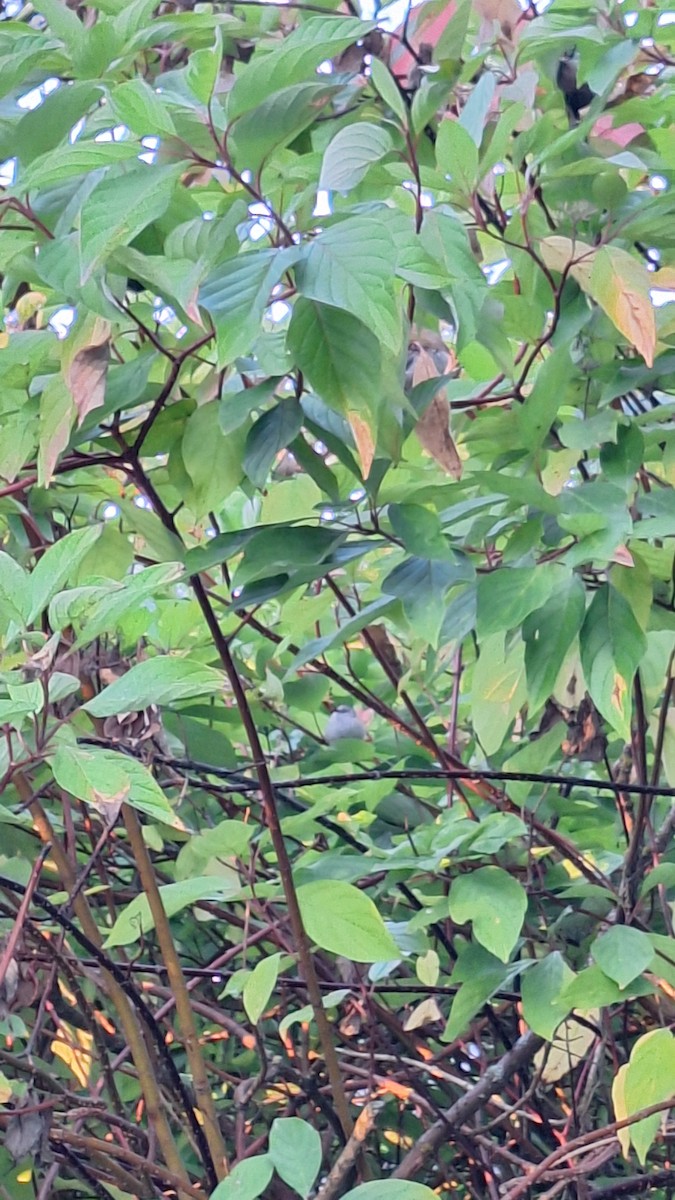 Bushtit - ML643074299
