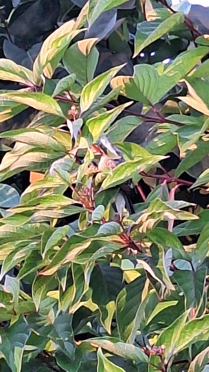 Bushtit - ML643074301