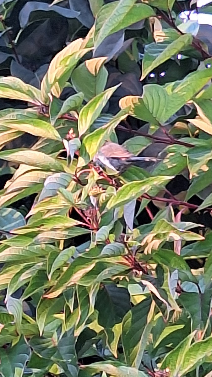 Bushtit - ML643074302
