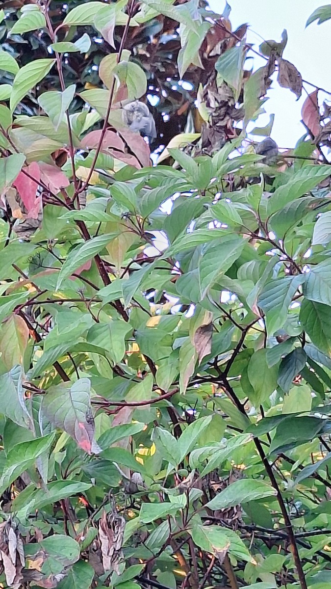 Bushtit - ML643074303