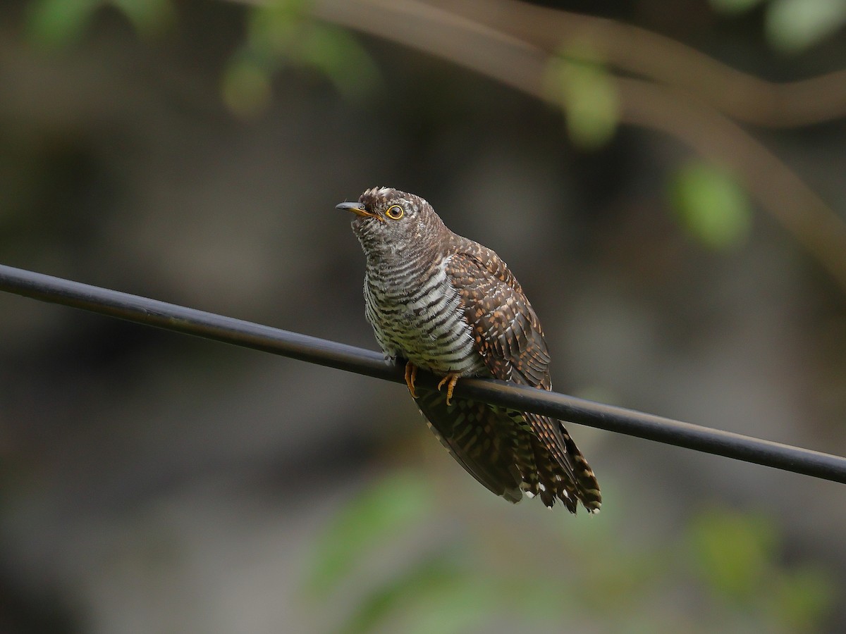Himalayan Cuckoo - ML643074304