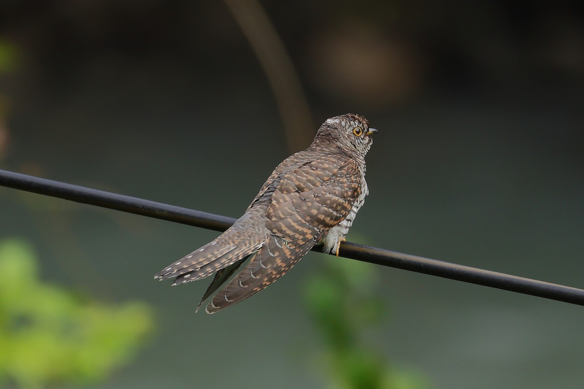 Himalayan Cuckoo - ML643074305