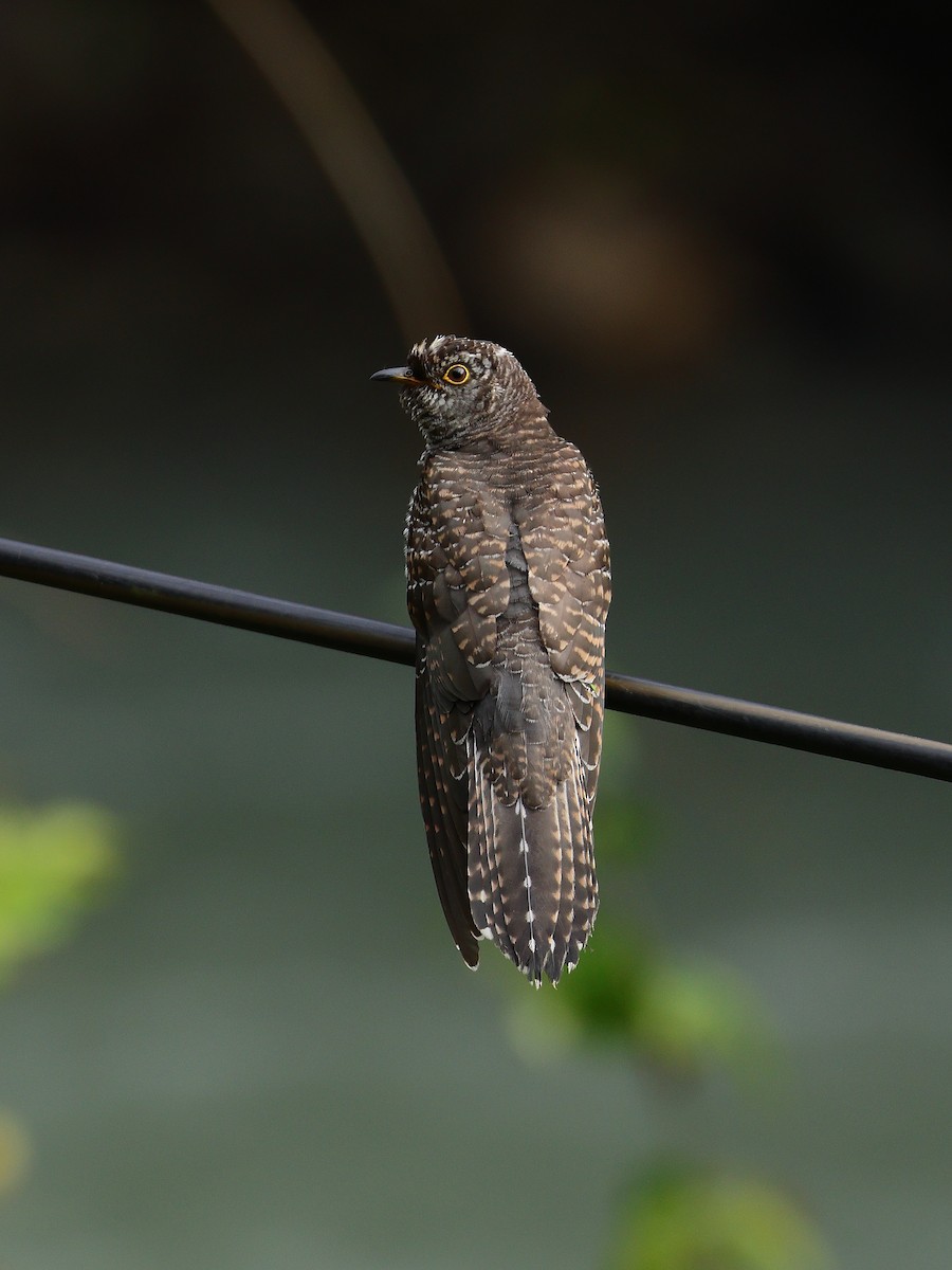 Himalayan Cuckoo - ML643074306