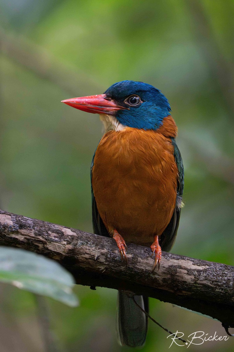 Yeşil Sırtlı Yalıçapkını - ML643074308