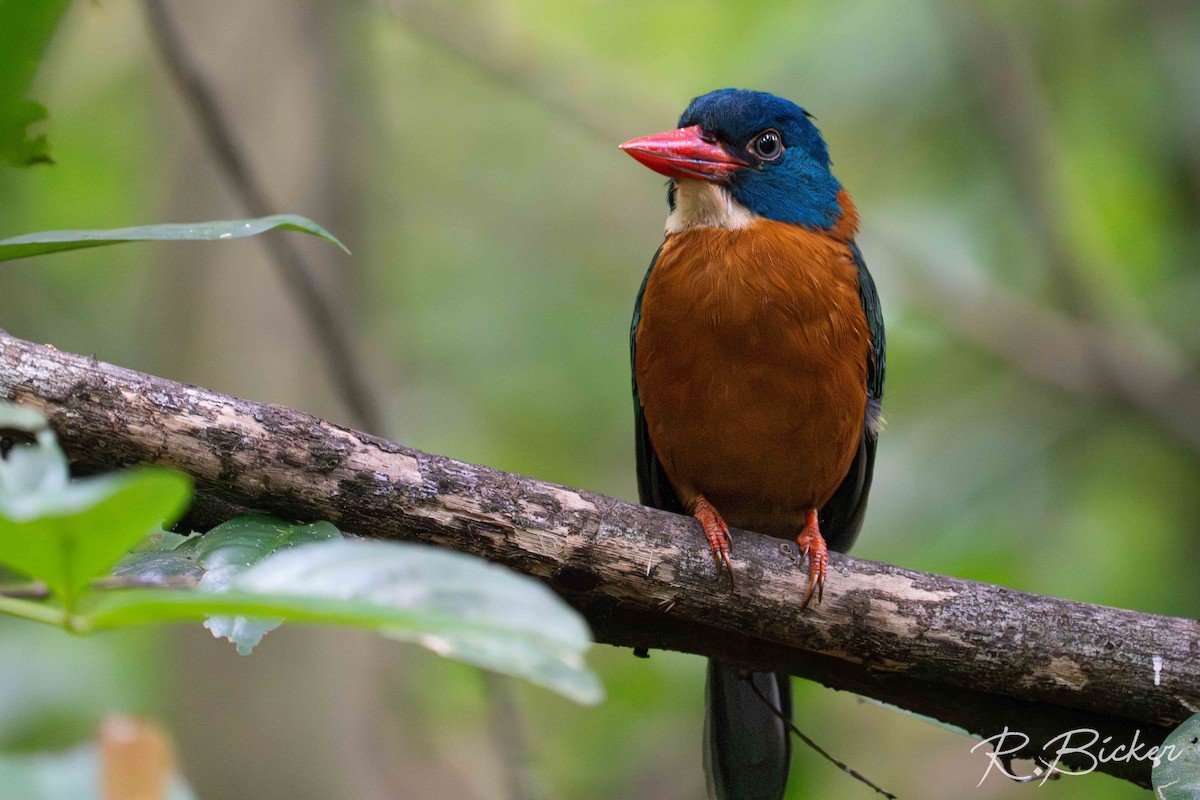 Yeşil Sırtlı Yalıçapkını - ML643074309