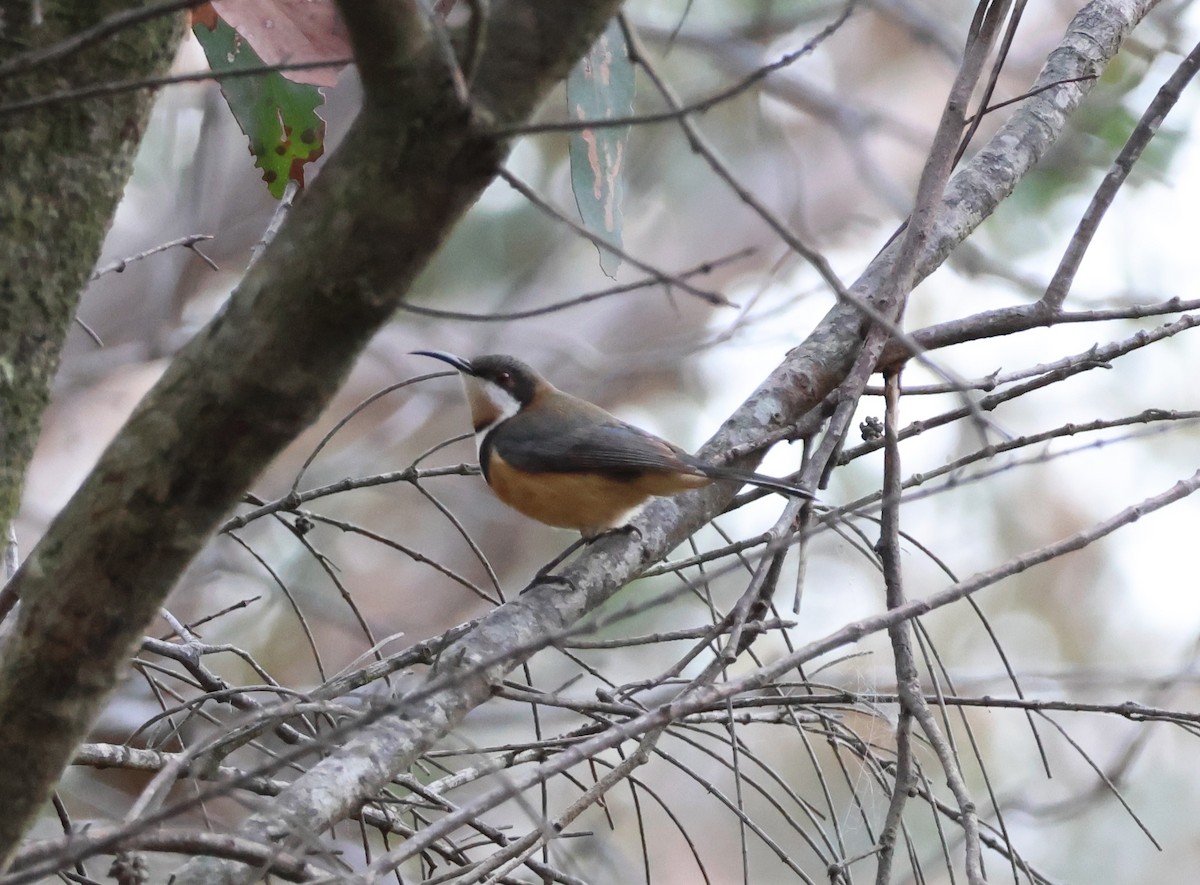 Eastern Spinebill - ML643074311