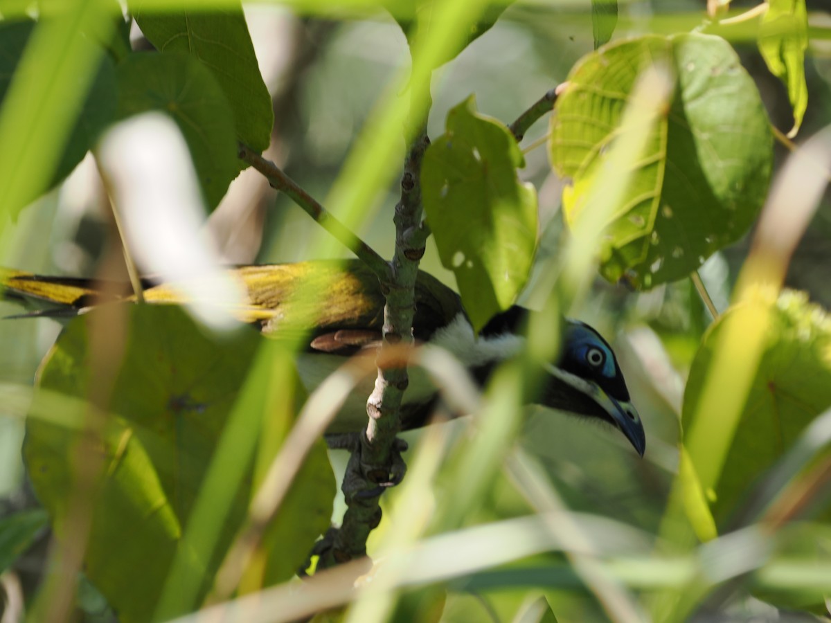 Blue-faced Honeyeater - ML643074312