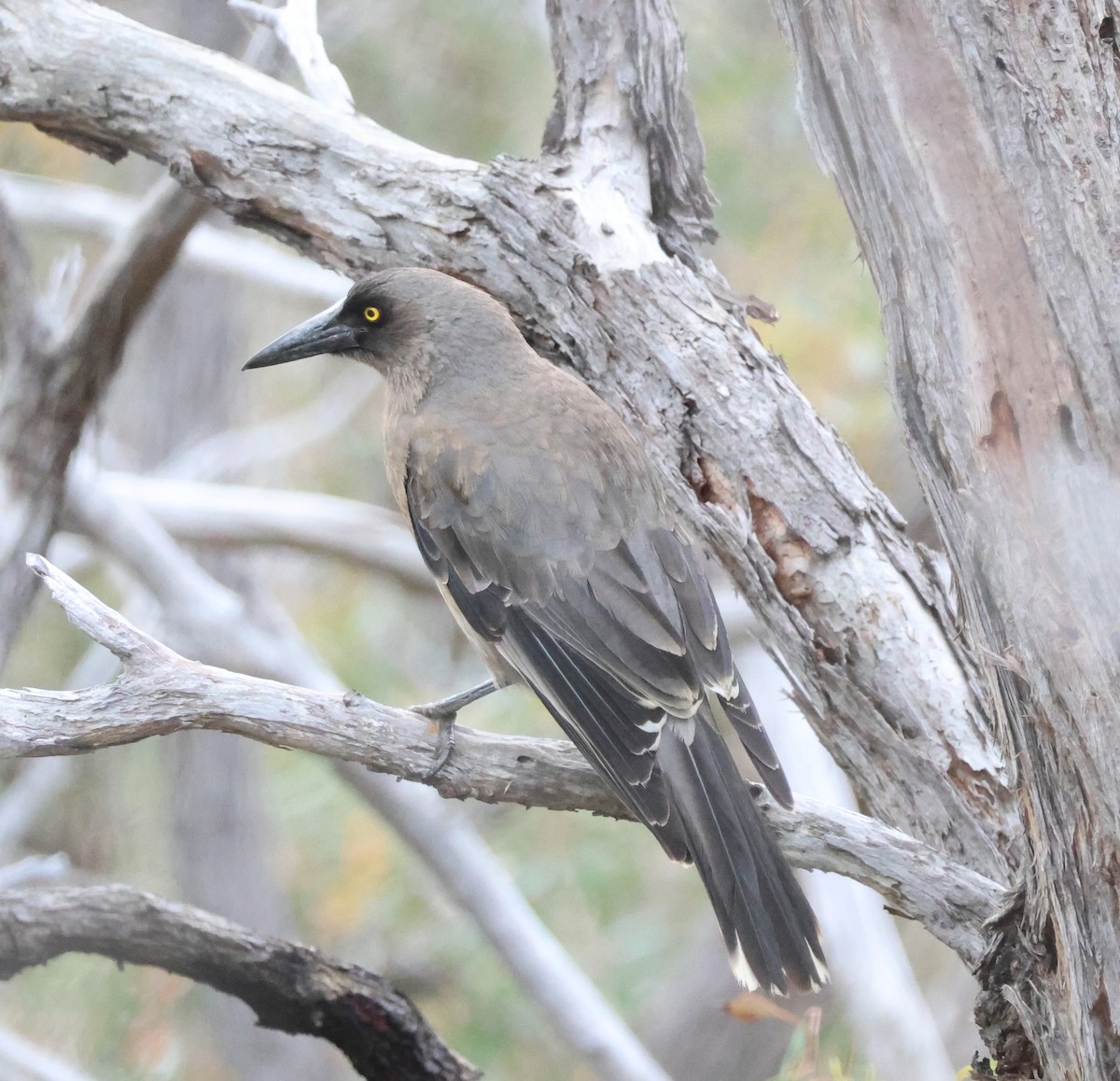 Gray Currawong - ML643074323