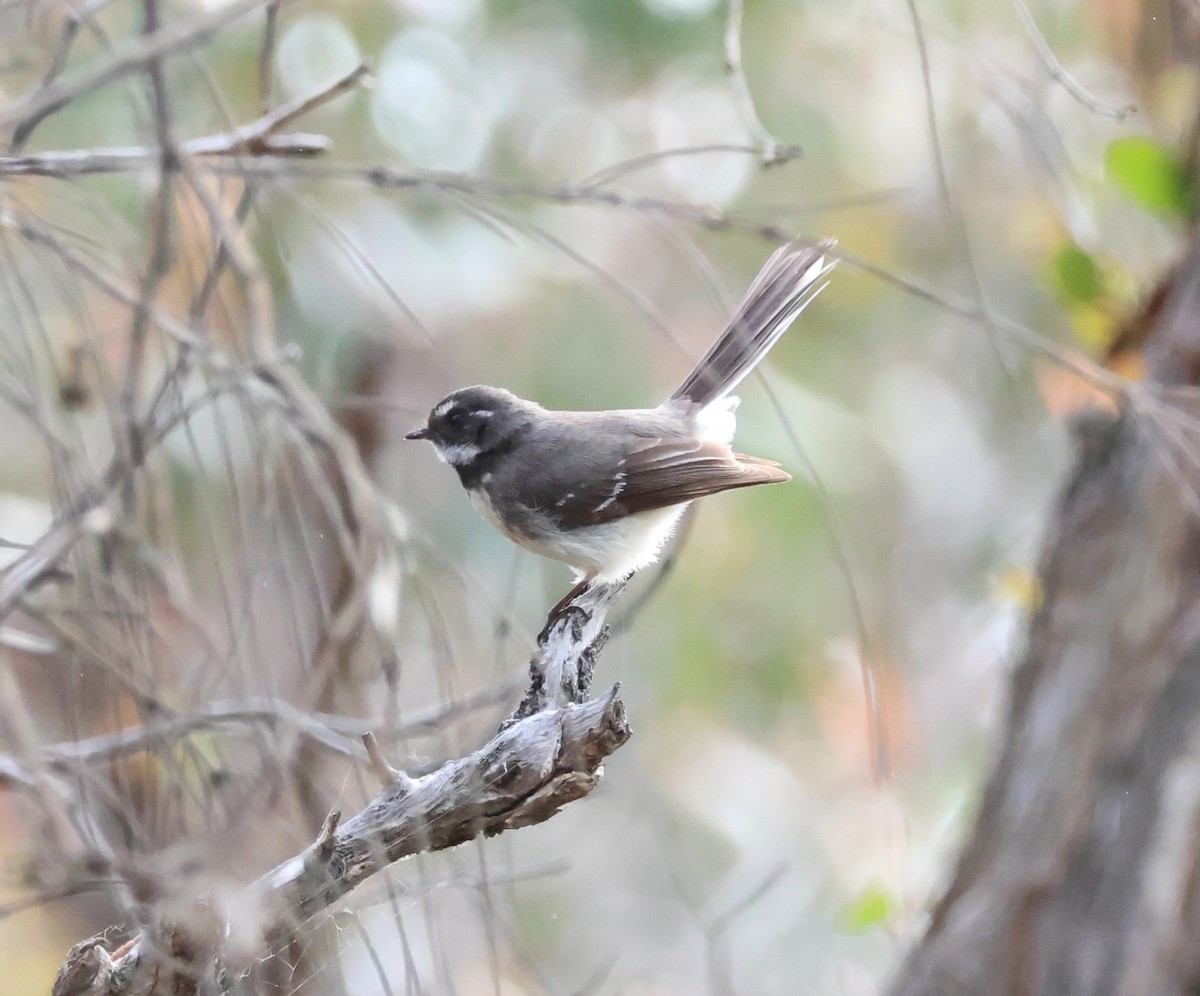 Gray Fantail - ML643074342