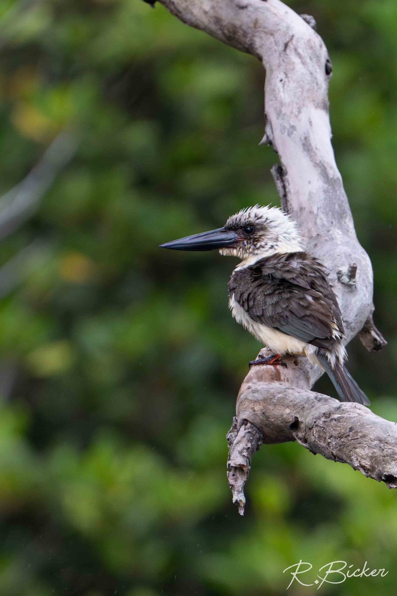 Great-billed Kingfisher - ML643074360