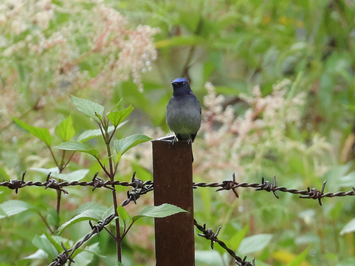 Small Niltava - ML643074372