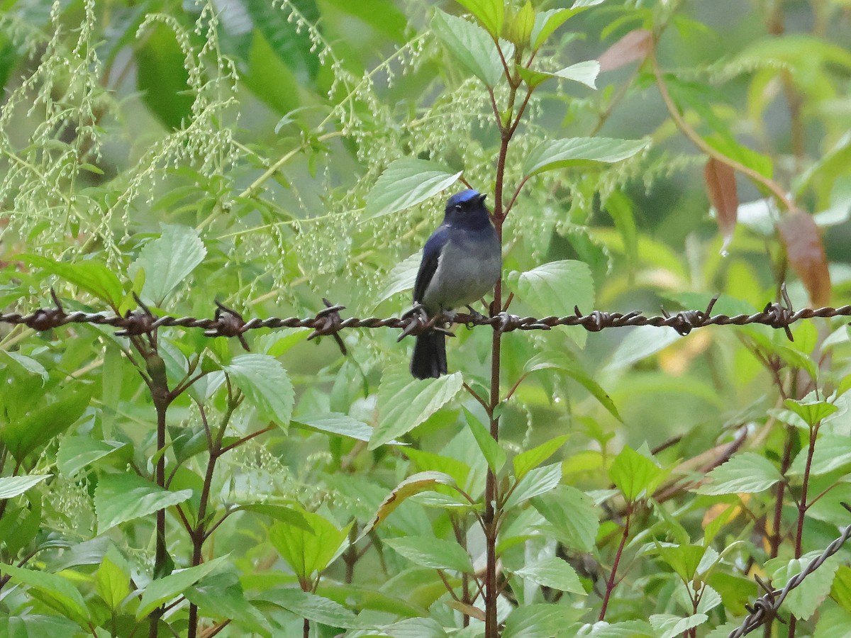 Small Niltava - ML643074373