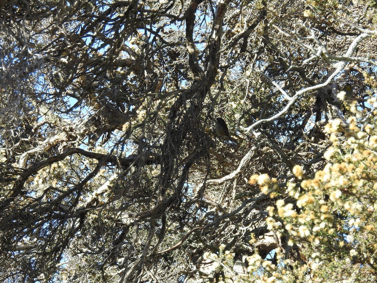 Spotted Scrubwren - ML643074375