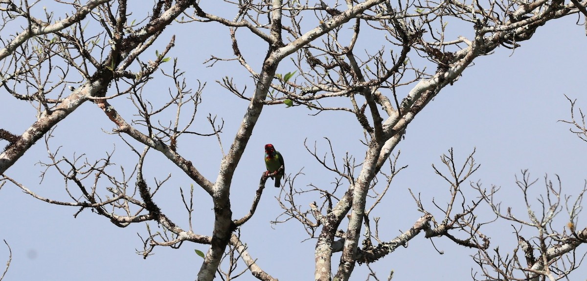 barbet malabarský - ML643074389