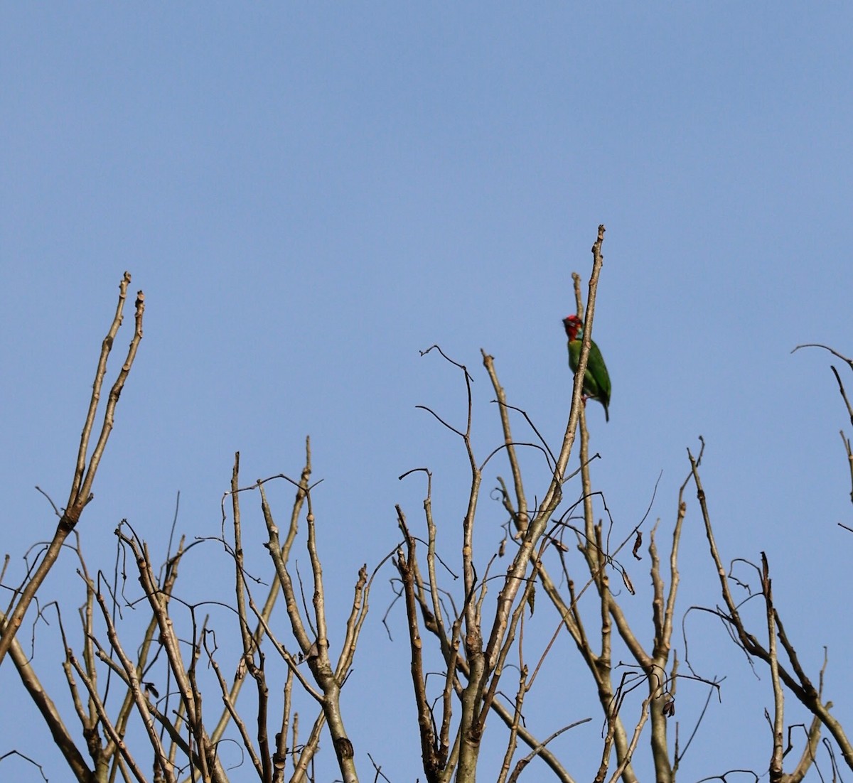 barbet malabarský - ML643074390