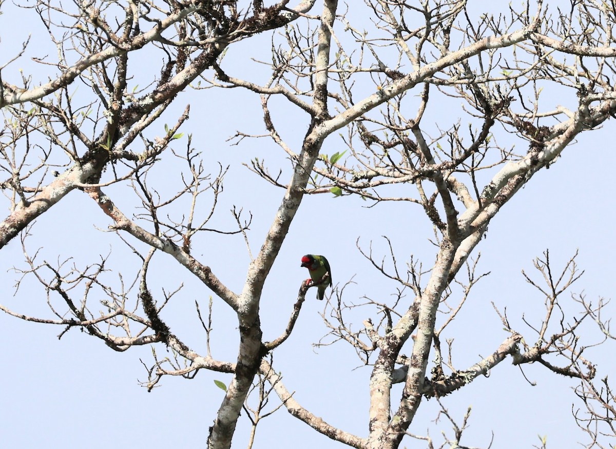 barbet malabarský - ML643074391