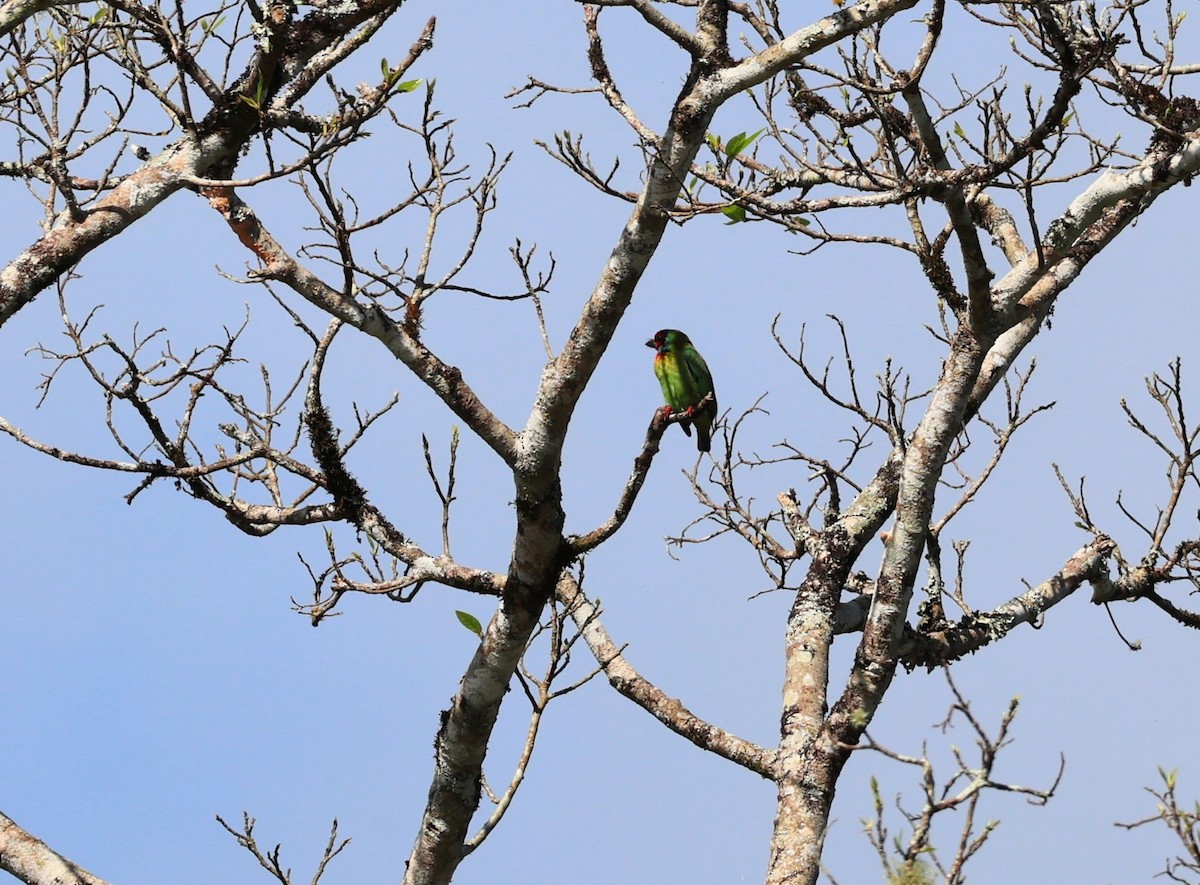 barbet malabarský - ML643074392