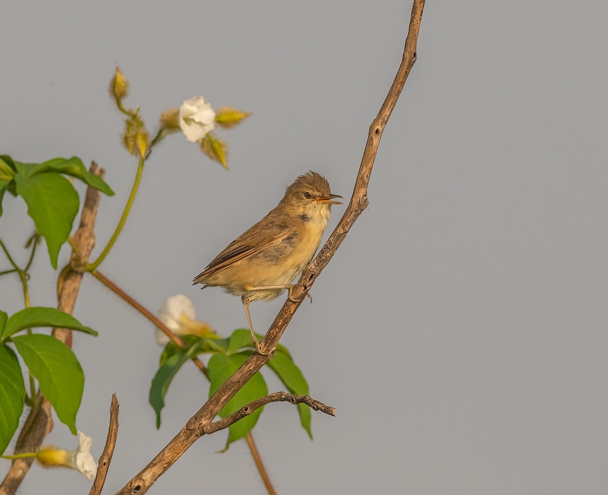Sykes's Warbler - ML643074393