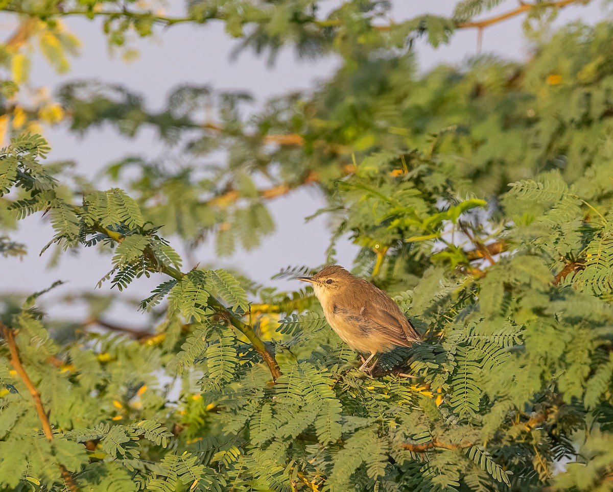 Sykes's Warbler - ML643074394