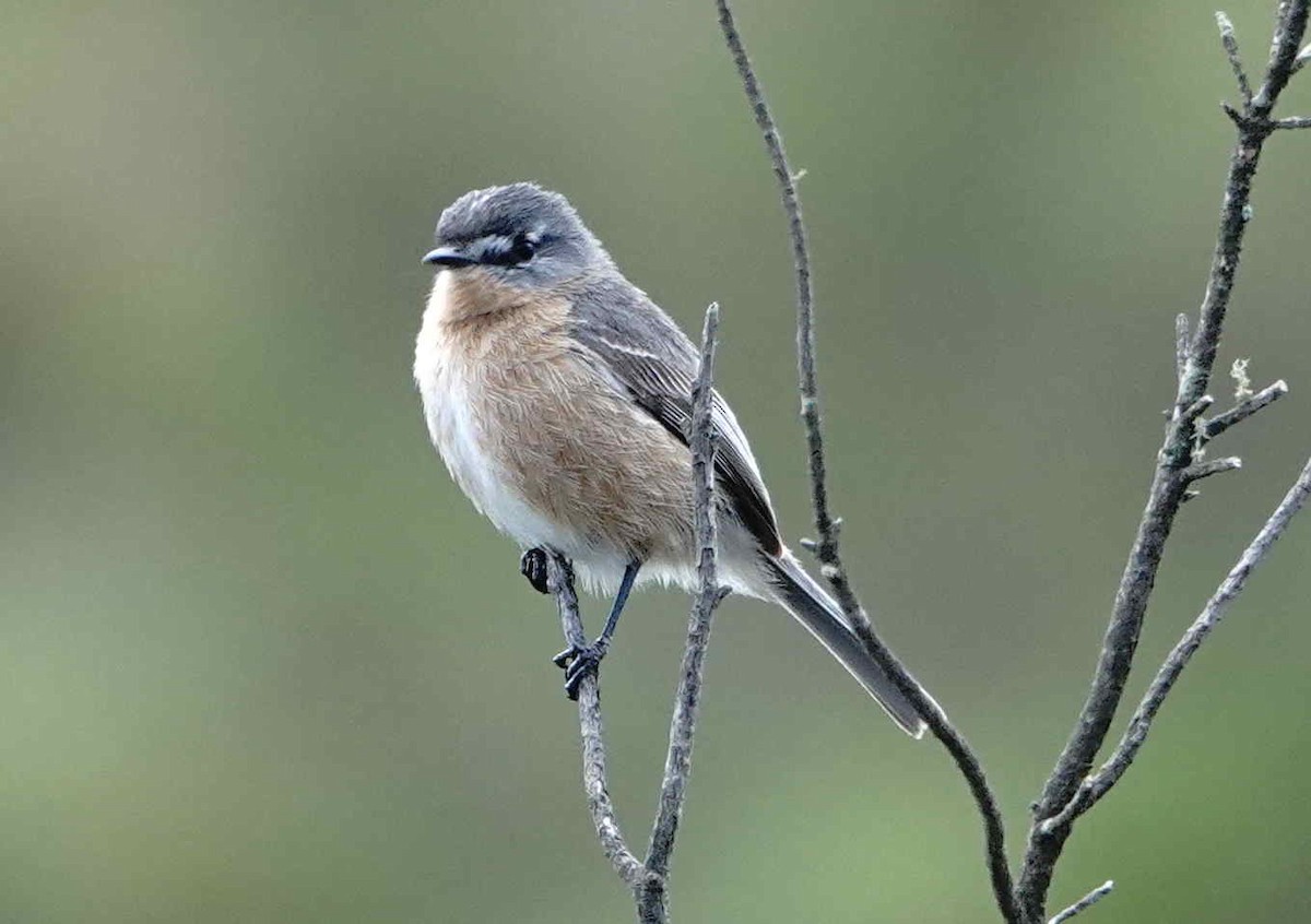 Gray-backed Tachuri - ML643074406