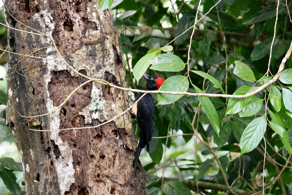 White-bellied Woodpecker - ML643074413