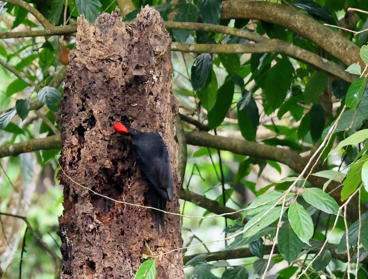 White-bellied Woodpecker - ML643074414