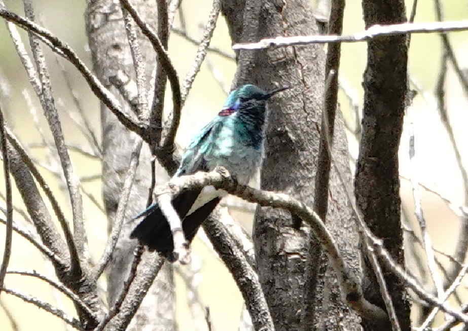 White-vented Violetear - ML643074417