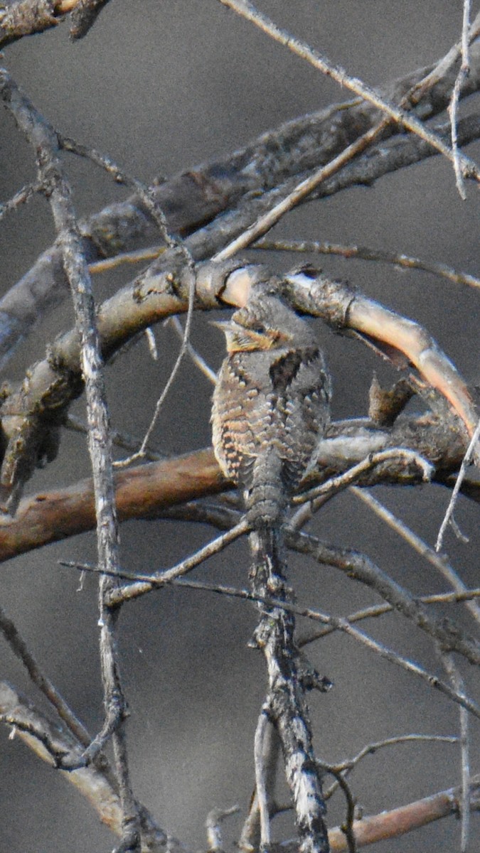 Eurasian Wryneck - ML643074432