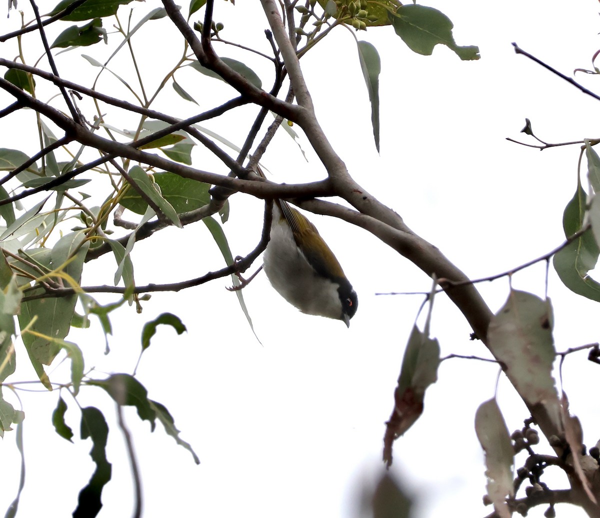 White-naped Honeyeater - ML643074445