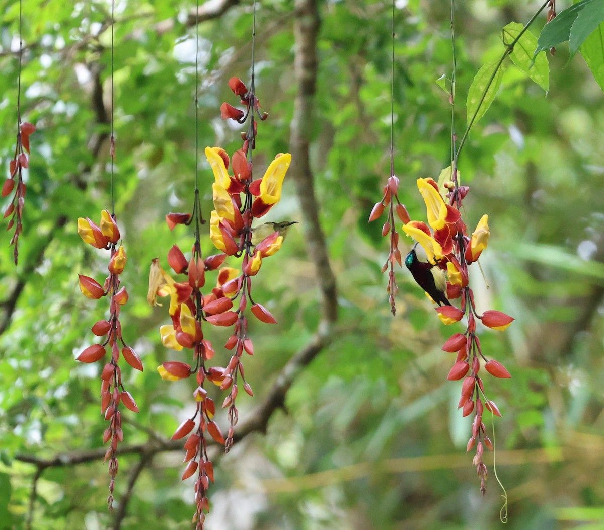 Purple-rumped Sunbird - ML643074455