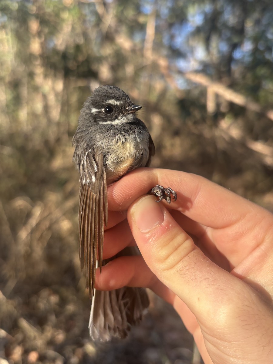 Gray Fantail - ML643074457