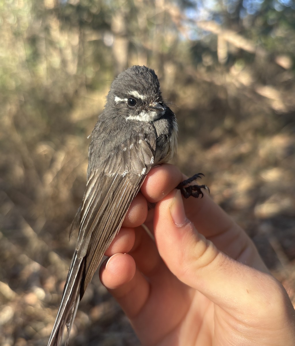 Gray Fantail - ML643074458