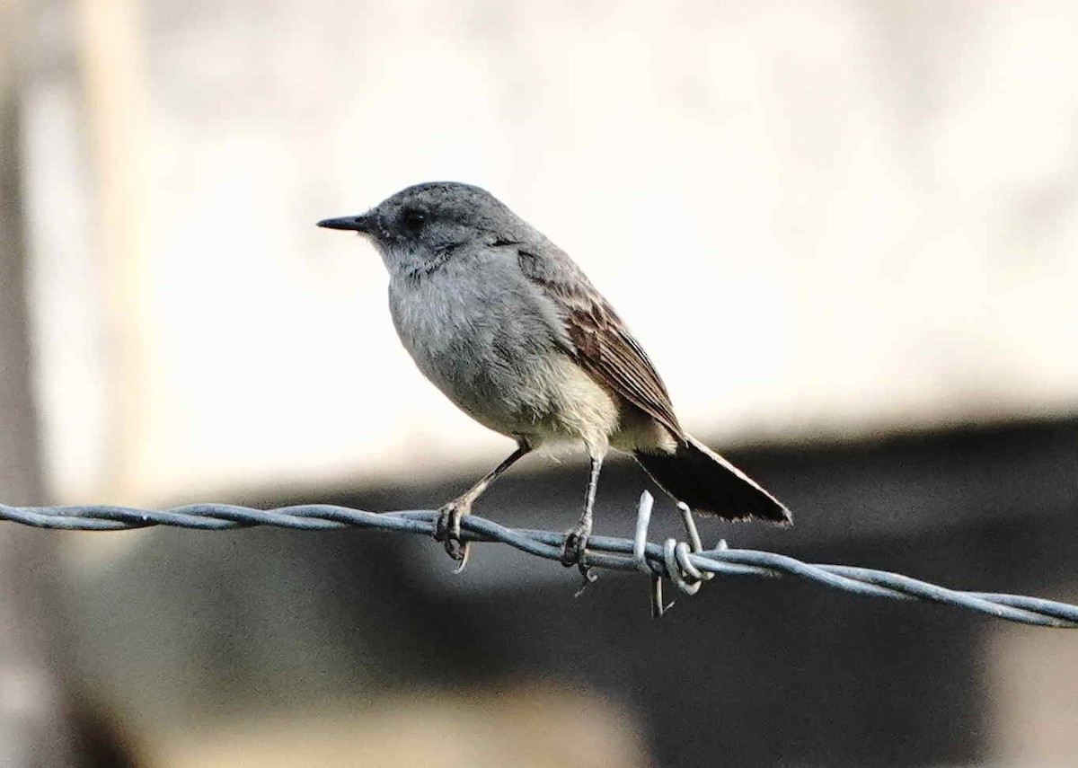 Sooty Tyrannulet - ML643074468
