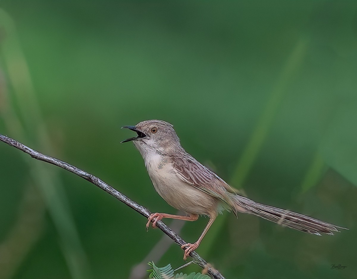 Delicate Prinia - ML643074472