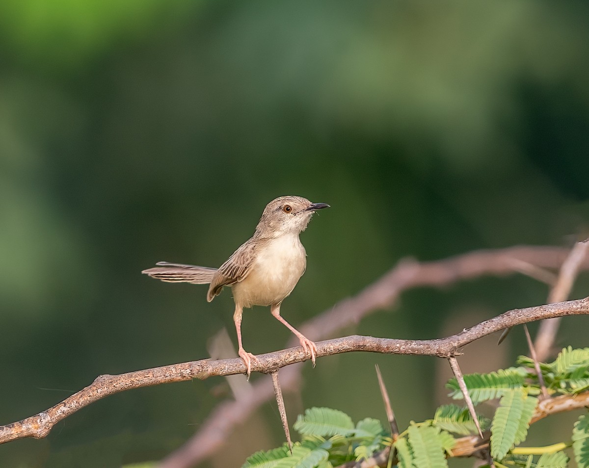 Delicate Prinia - ML643074473