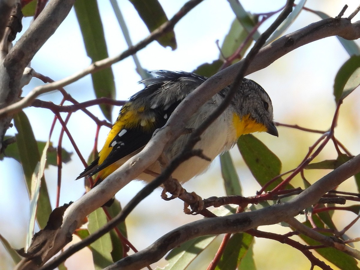 Spotted Pardalote (Yellow-rumped) - ML643074477