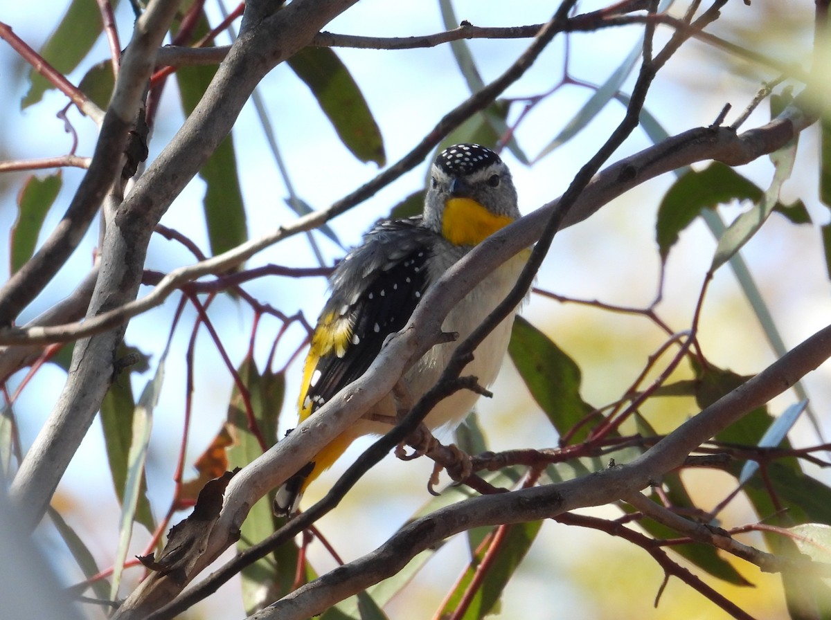 Spotted Pardalote (Yellow-rumped) - ML643074482