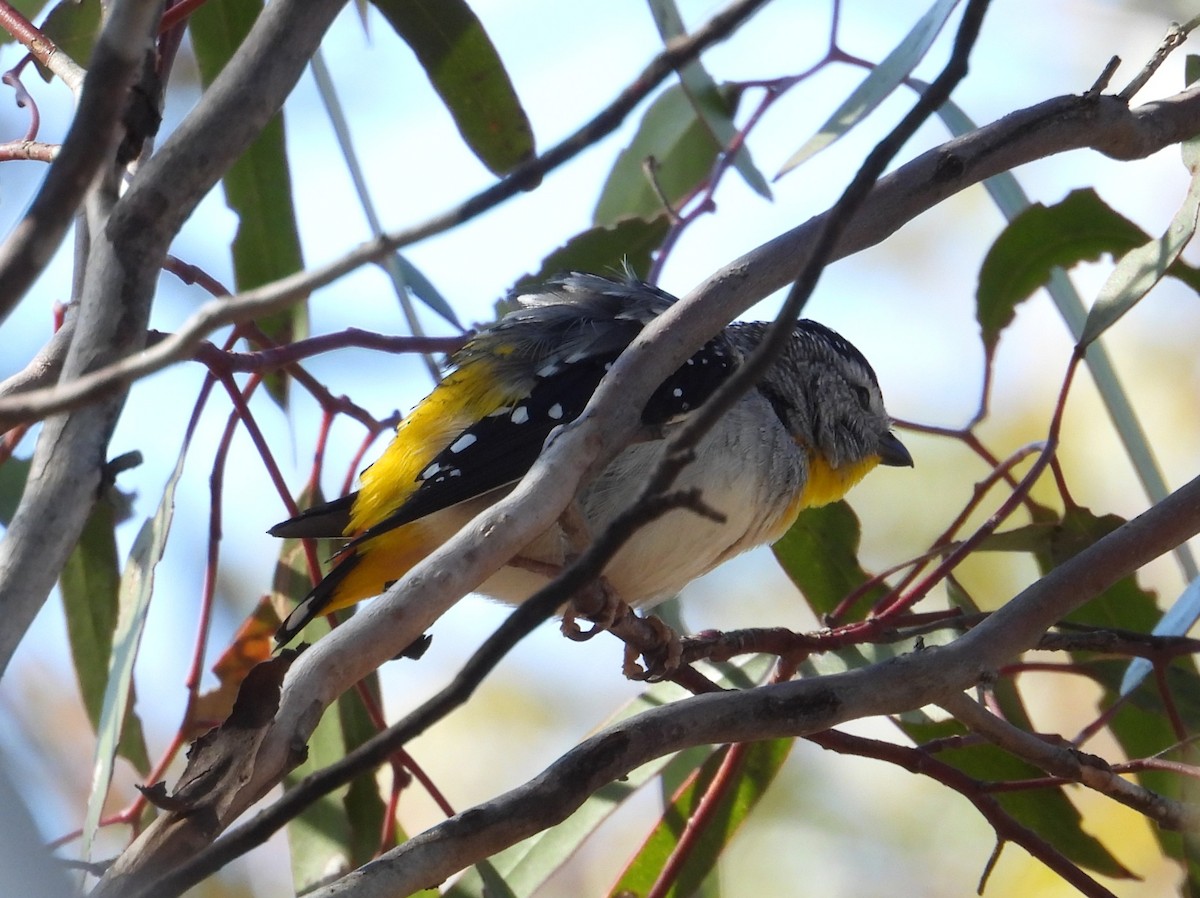 Spotted Pardalote (Yellow-rumped) - ML643074490