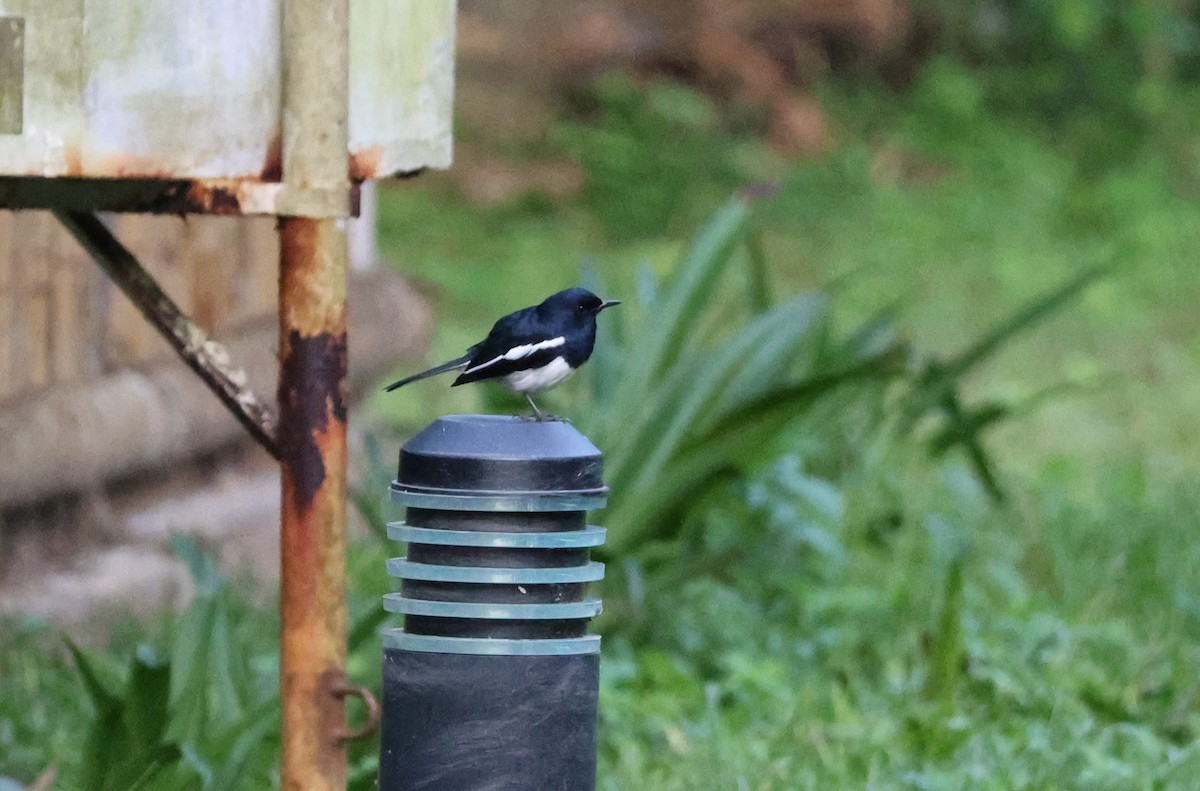 Oriental Magpie-Robin - ML643074493